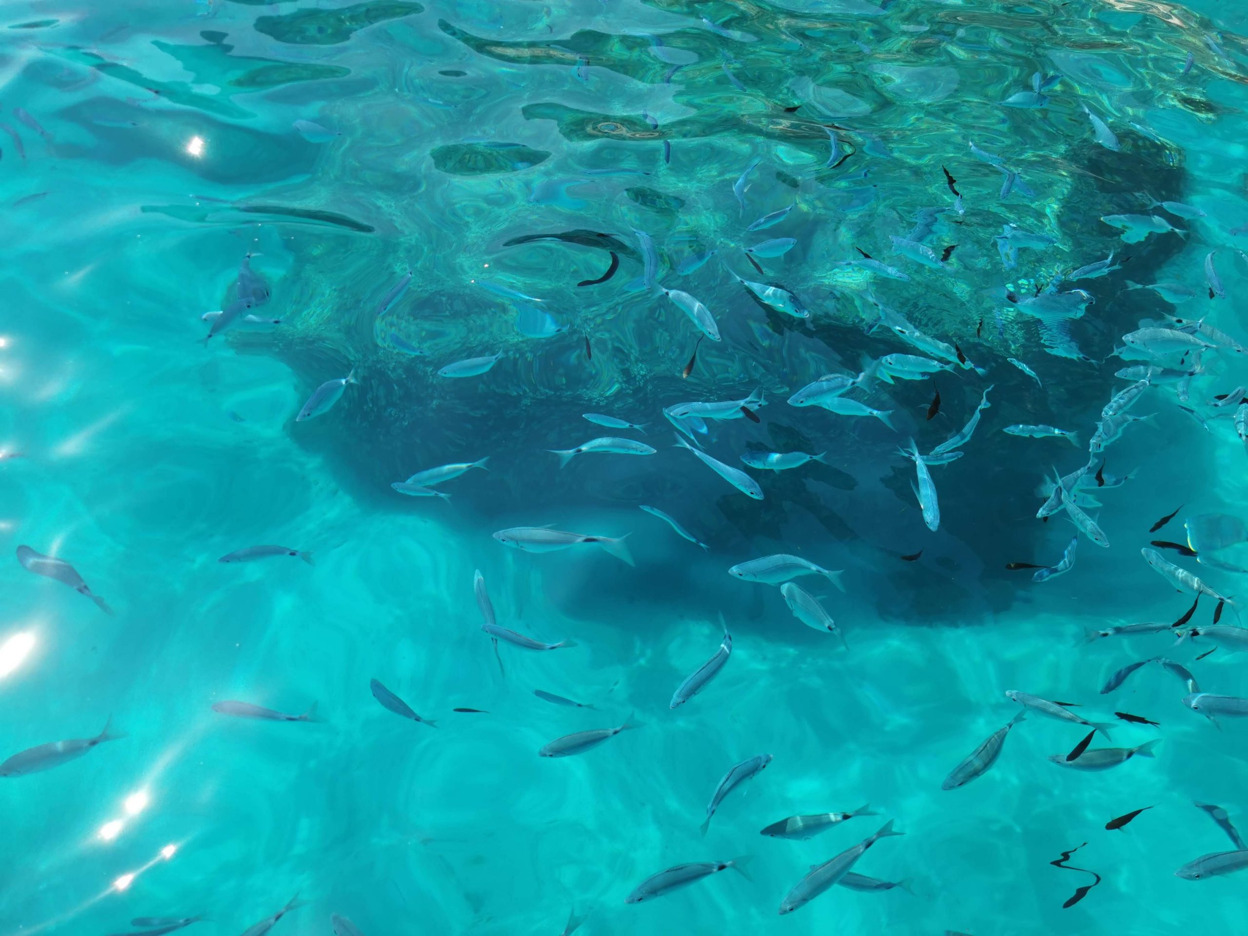 Golfo di Orosei in Gommone