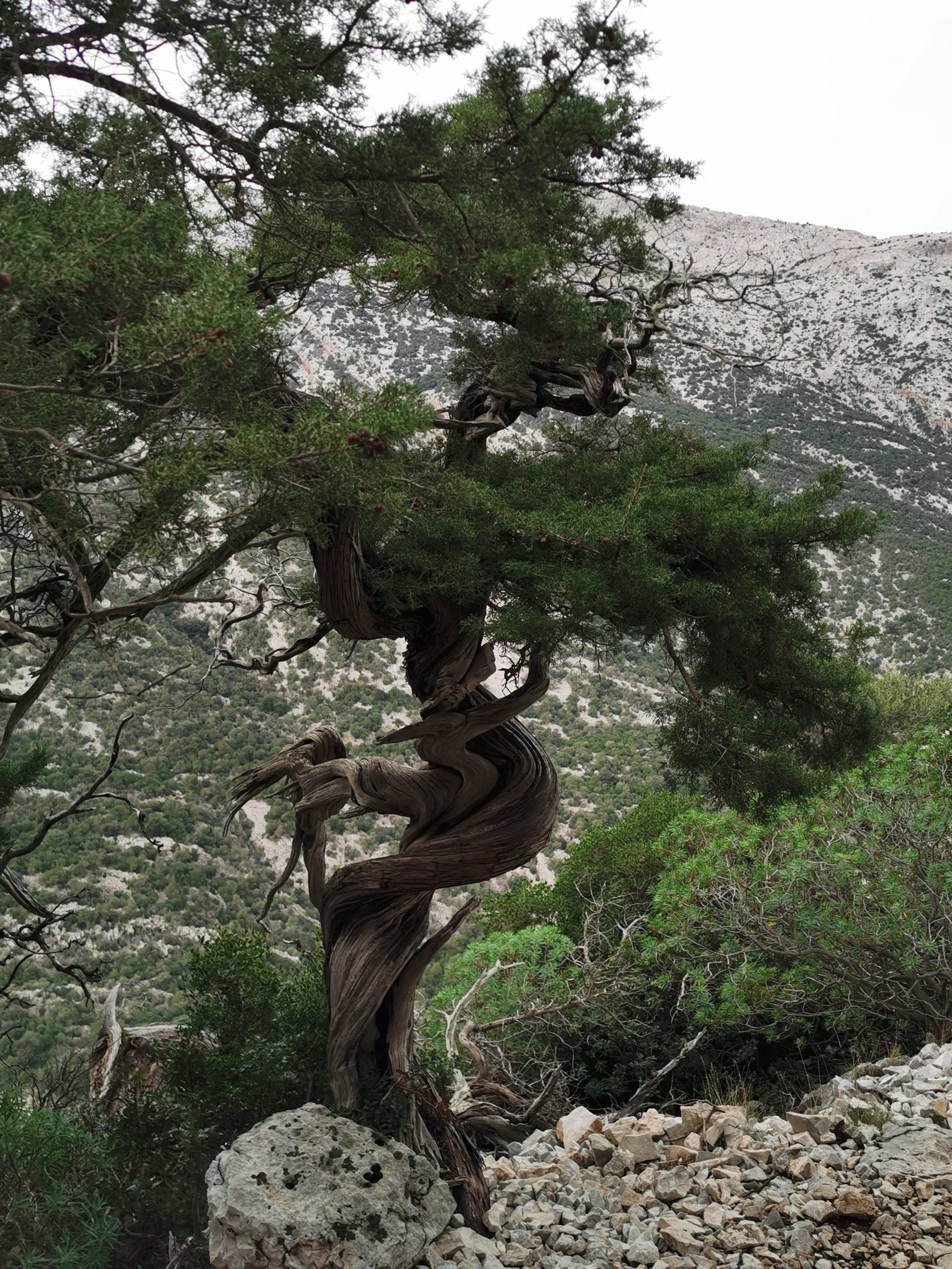 Trekking Tiscali Ginepro
